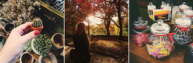 kiel,Blütenwerke, schrevenpark, cyroline, instagram